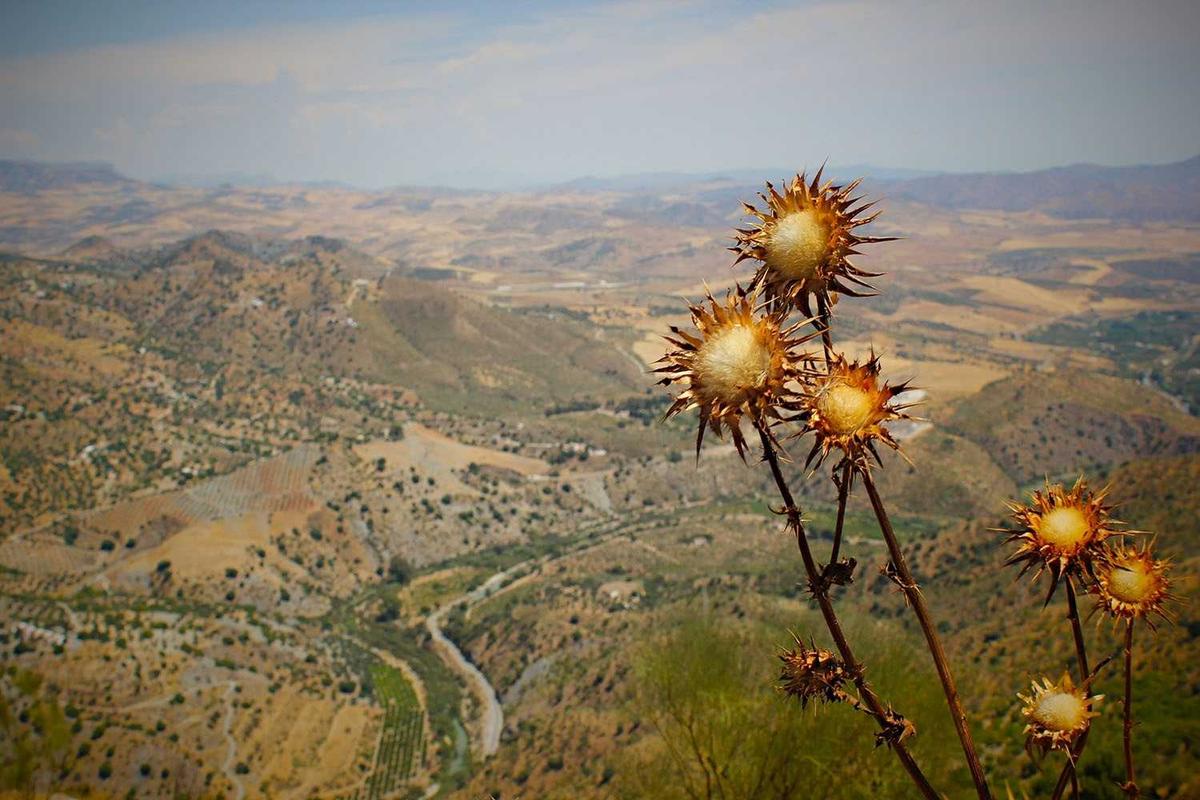 Hasil Esports SEA Games 2025: Indonesia Raih 1 Perak & 4 Perunggu